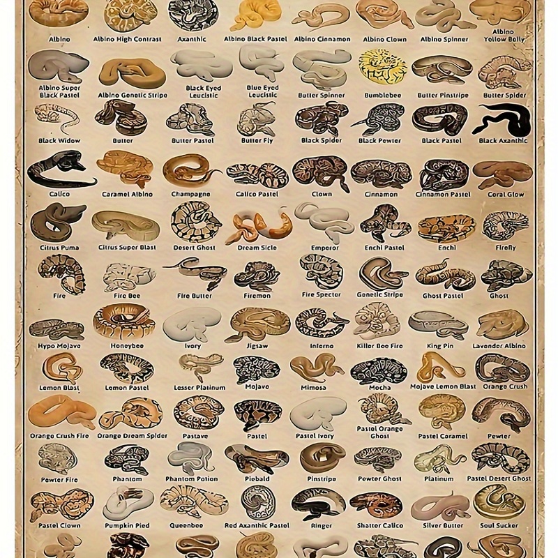 

Vintage Ball Python Types Wall Art Poster - Frameless Canvas Print For Reptile Enthusiasts, Snake Lovers Home Decor, And Pet Shop Display