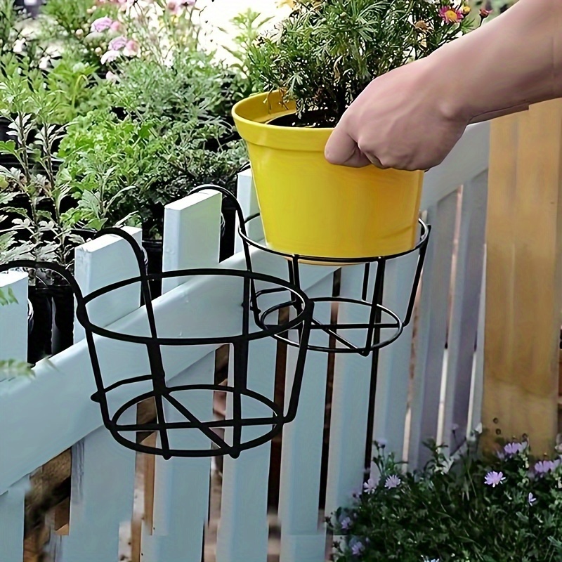 potted trailing plant Pothos Manjula main image 0