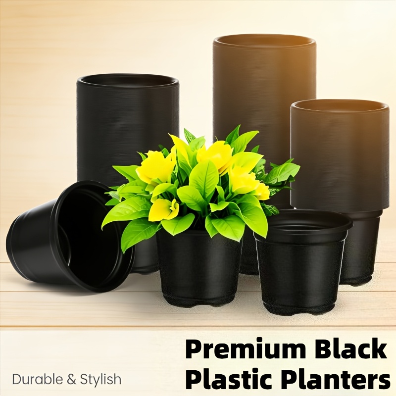 asiatic lily bulbs Peruvian Lilly (local pick up only) – The Plant Lady SF main image 1