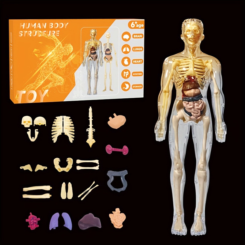 Esqueleto Humano 85 cm com Suporte + Torso Humano 45cm com 24 Partes KIT  ESCOLAR I