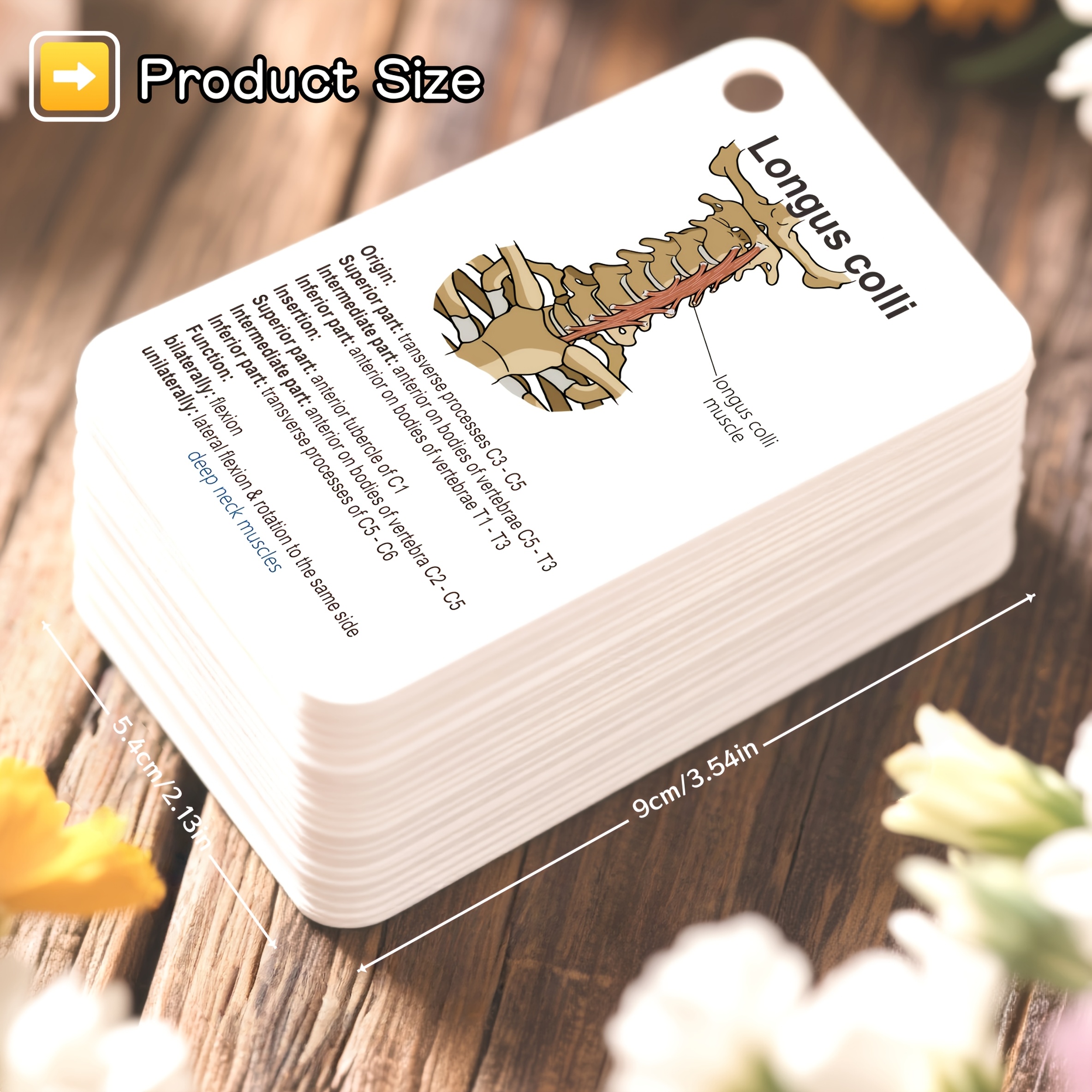 100 card   anatomy flash cards with human bone muscle chart labeled muscles bone diagrams for   students   english language   suitable for anatomy     education healthcare professionals