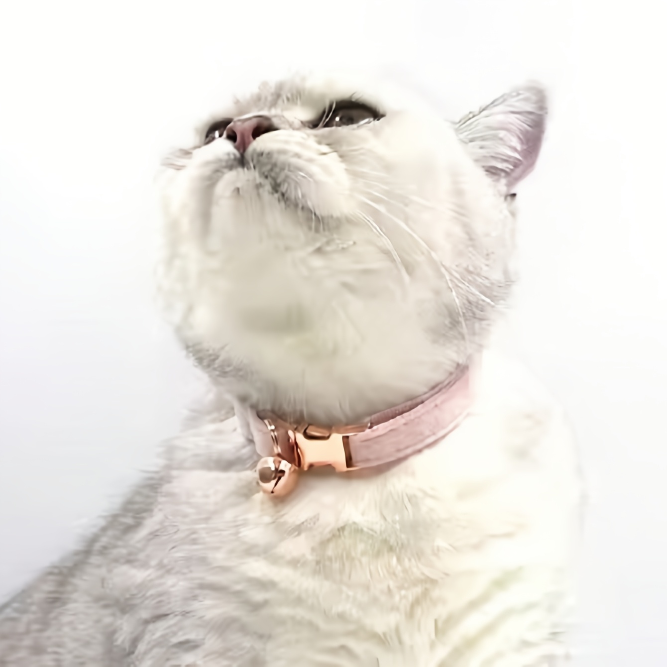 TEMU Velvet Collar, Adjustable Cat Collar, Small Dog Neckband, Available In Multiple Colors