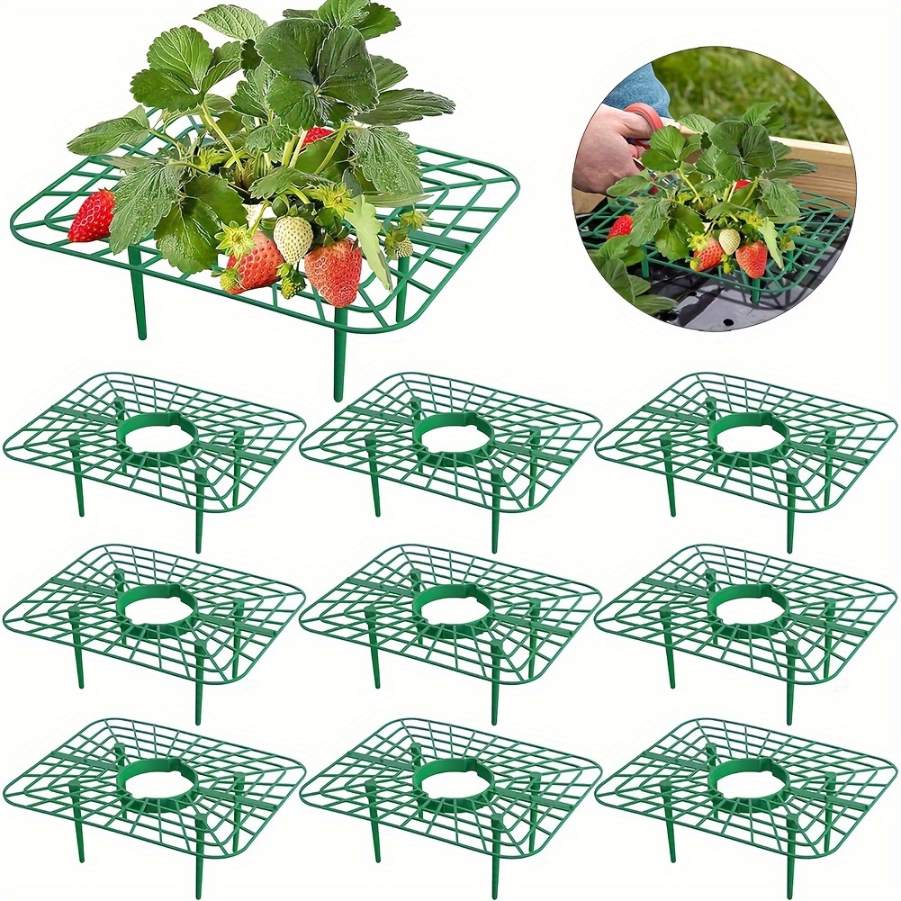 

Square Strawberry Supports In 5 And 10 Packs - Racks For Growing Strawberries - Stands To Berries Clean.