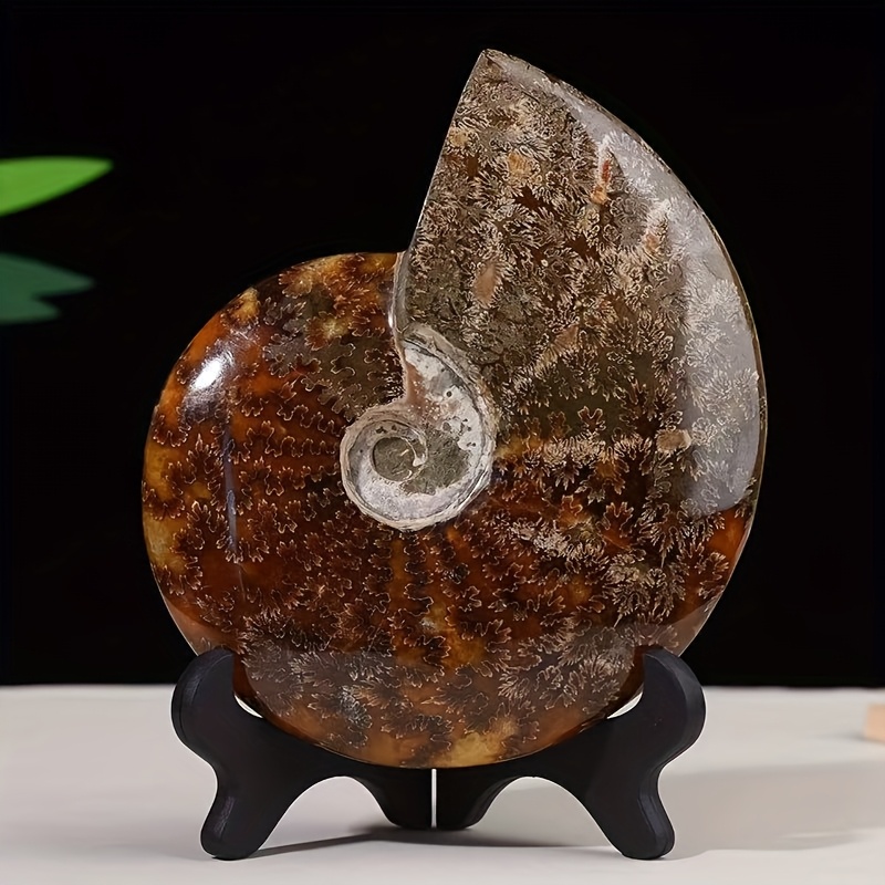 TEMU Amber Sea Snail; Flower Snail; Spotted Colorful Snail; Horn Sn; Hand Piece Decoration Knick Knacks
