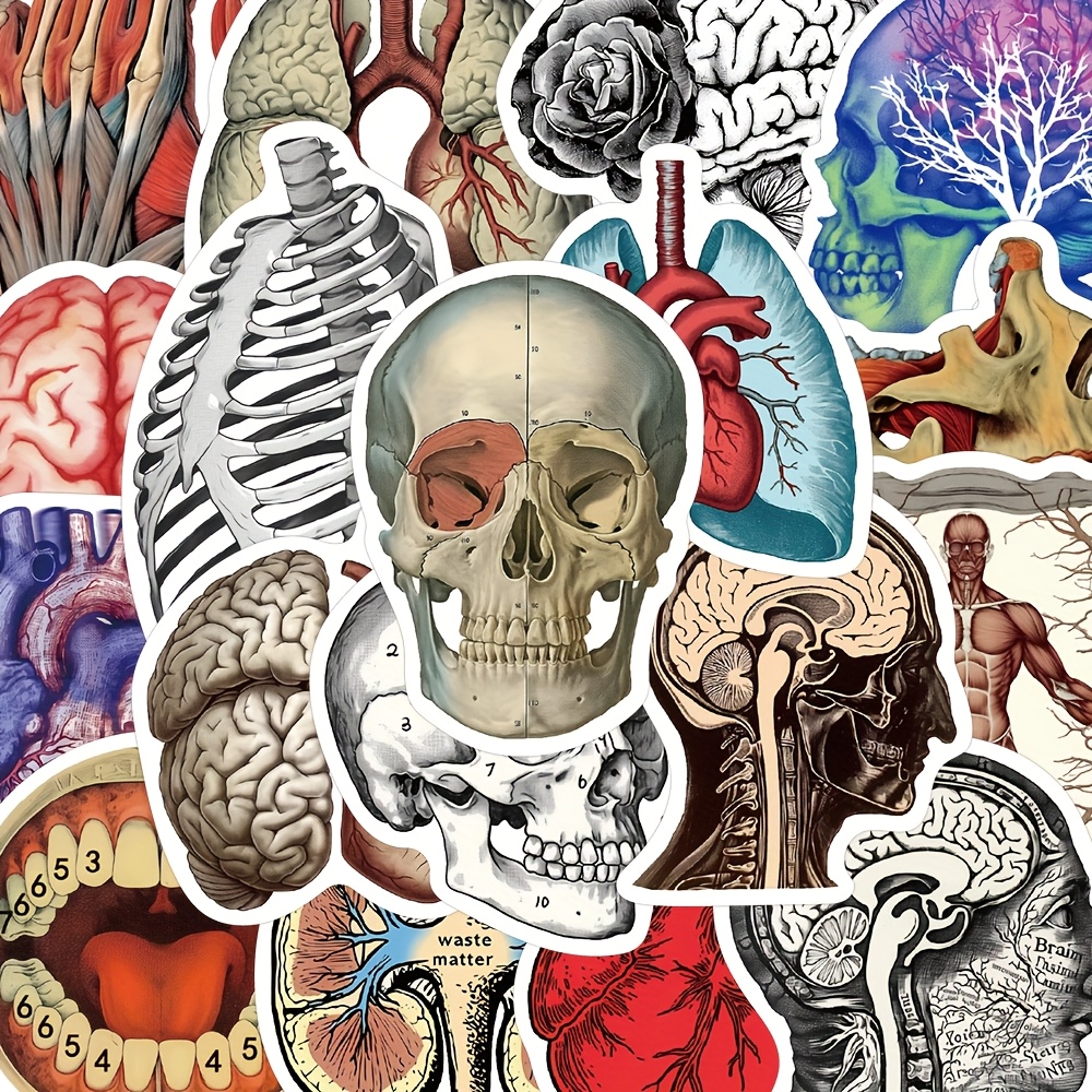 50pcs Ywwbld Anatomy Stickers - Human For Students & Teachers, Ideal For Laptops, Phone Cases, Guitars, Helmets, Skateboards - Pvc Material, Notebook Decoration|vibrant Designs|educational Decals