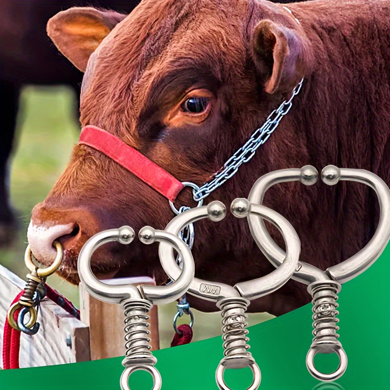 Close Up Bullnose Ring Cow Bullhorn Nose Ring Bull With A Nose