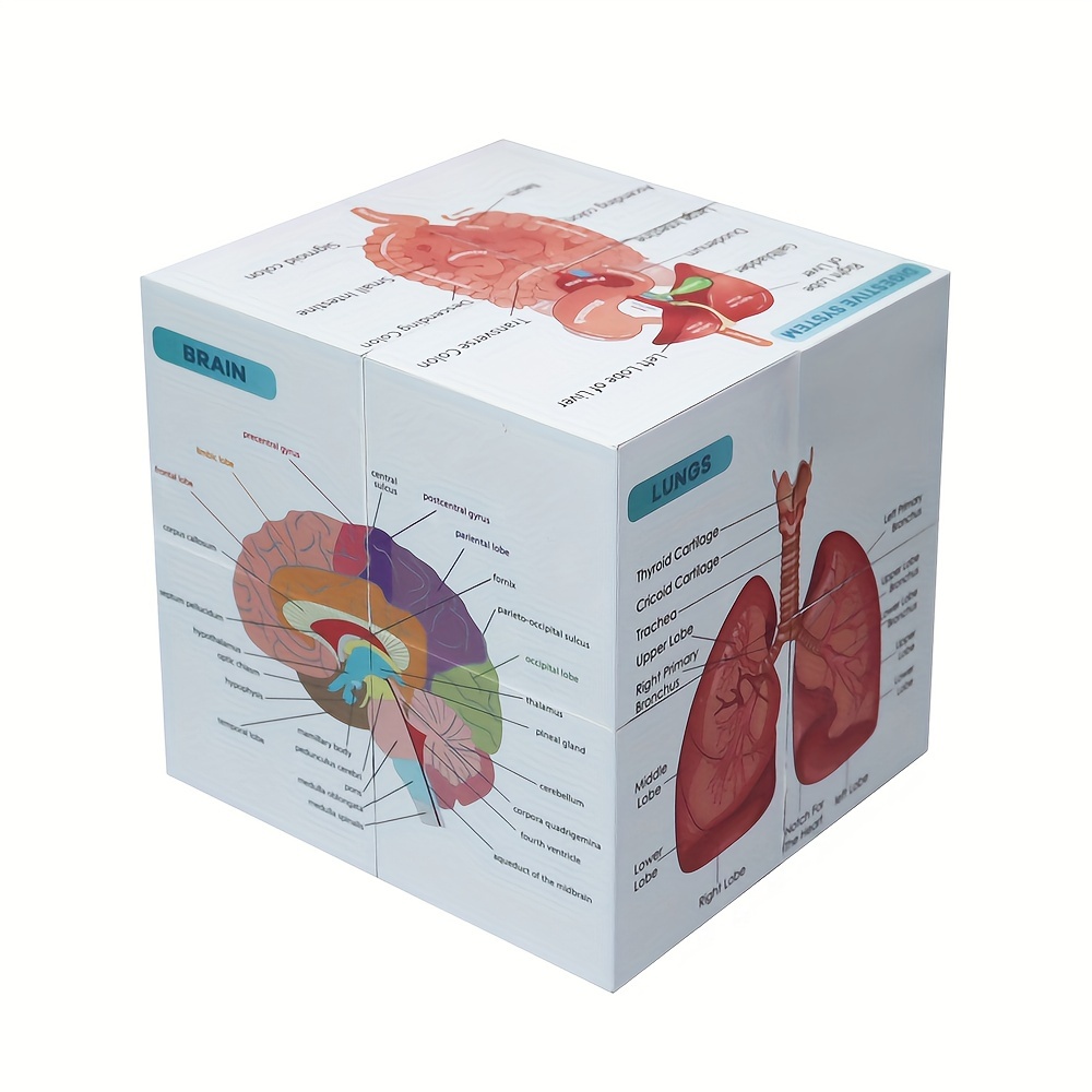 

Human Anatomy Learning Cube - 9-part Educational Poster Set For Students, Includes Heart, Muscle, Skeleton & More - Pvc Material, No Batteries Required