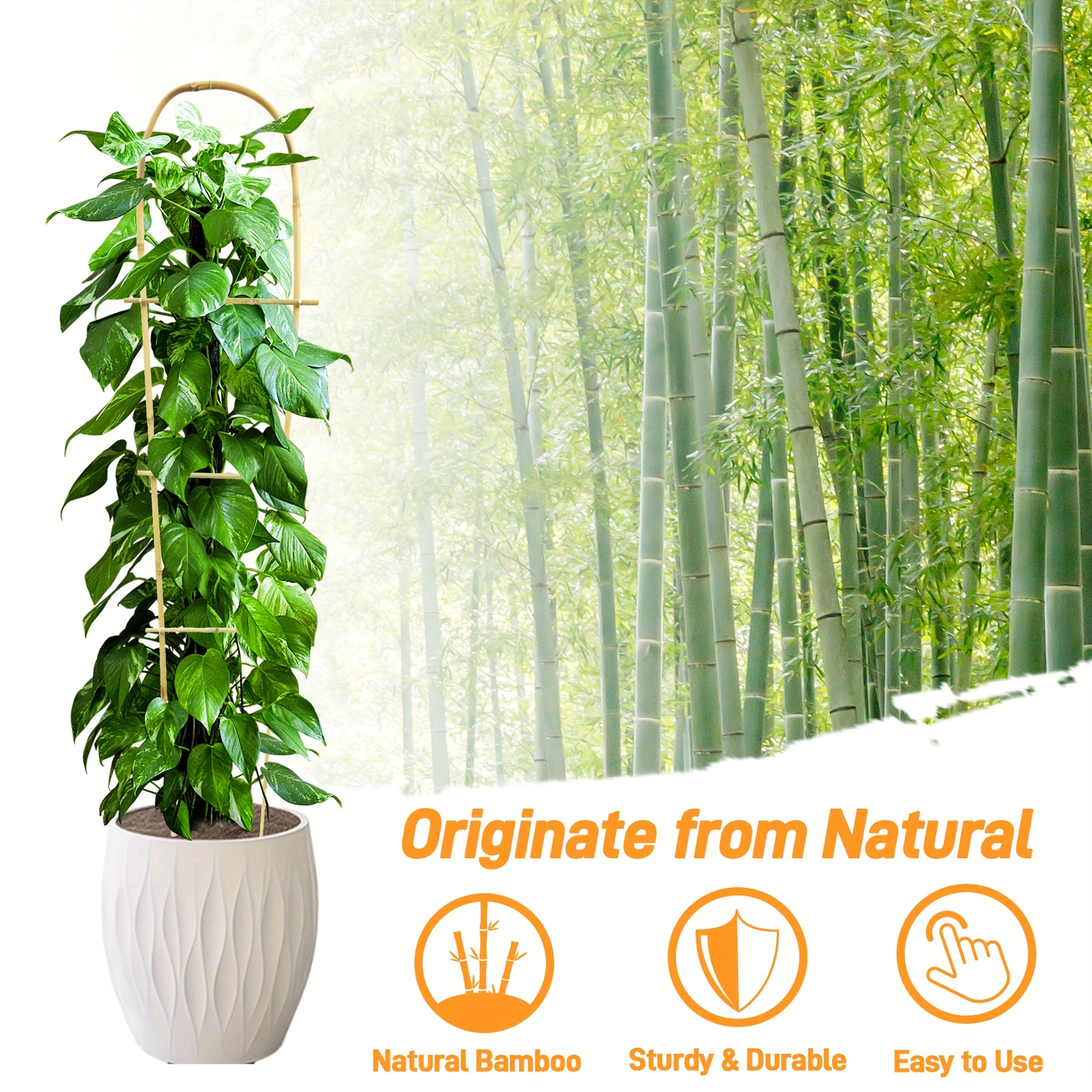 Indoor Bamboo Trellis
