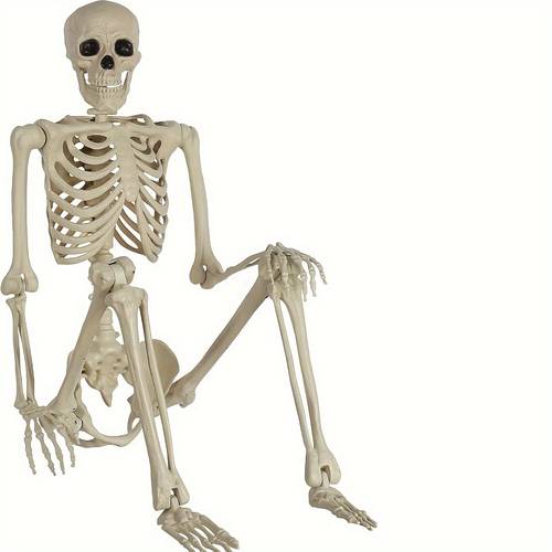 item picture 5 4ft adjustable human skeleton plastic human with movable joints for halloween decoration