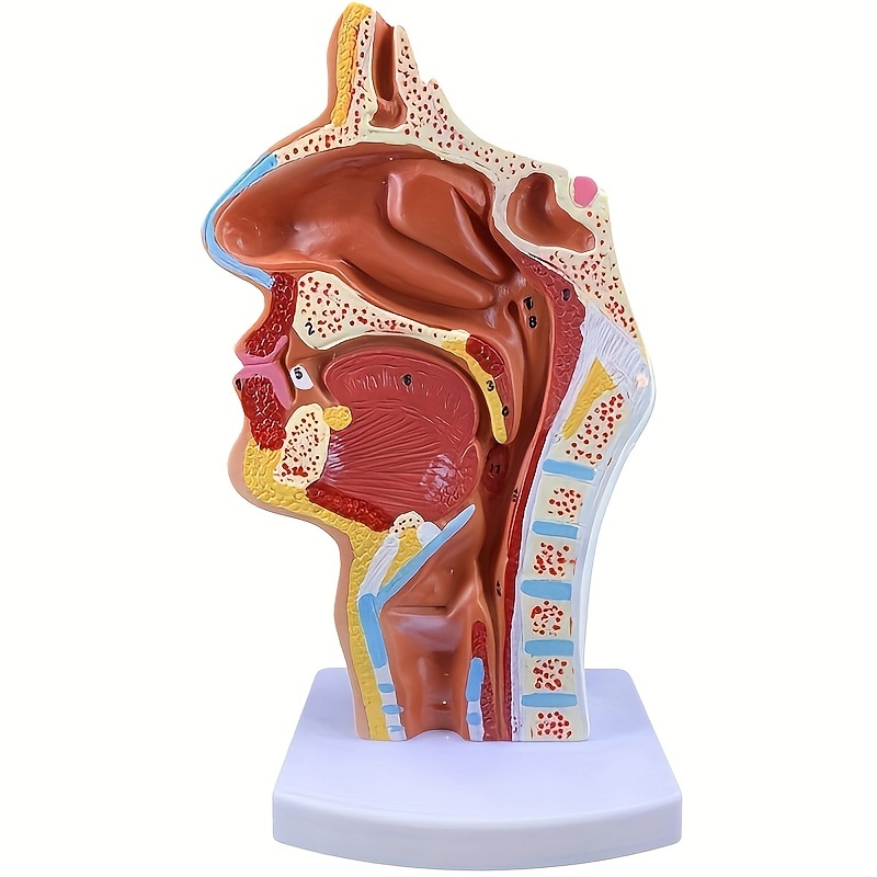 

Realistic Human Anatomy Model - Nasal, Oral & Pharyngeal Cavity Display For Medical Students, Pvc Material, Battery-free