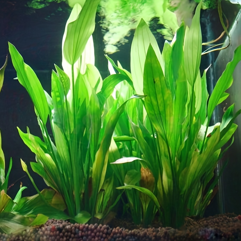 

Décoration d'Aquarium en PVC de Haute Qualité - Plante Artificielle d'Eau de 5.51" avec Base en Céramique Lourde, Sécurisée pour les Aquariums d'Eau Douce et Salée