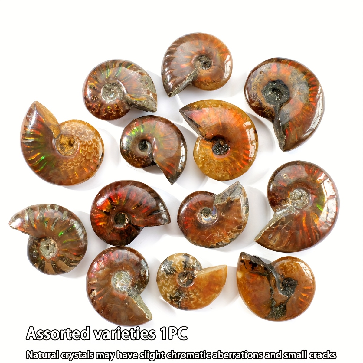 1pc Random Colour Natural Carving Conch Decoration, Earthy Brown Spiral Shells With Striped Textures Gift Marine Paleontology Teaching Specimens And Home Ornaments