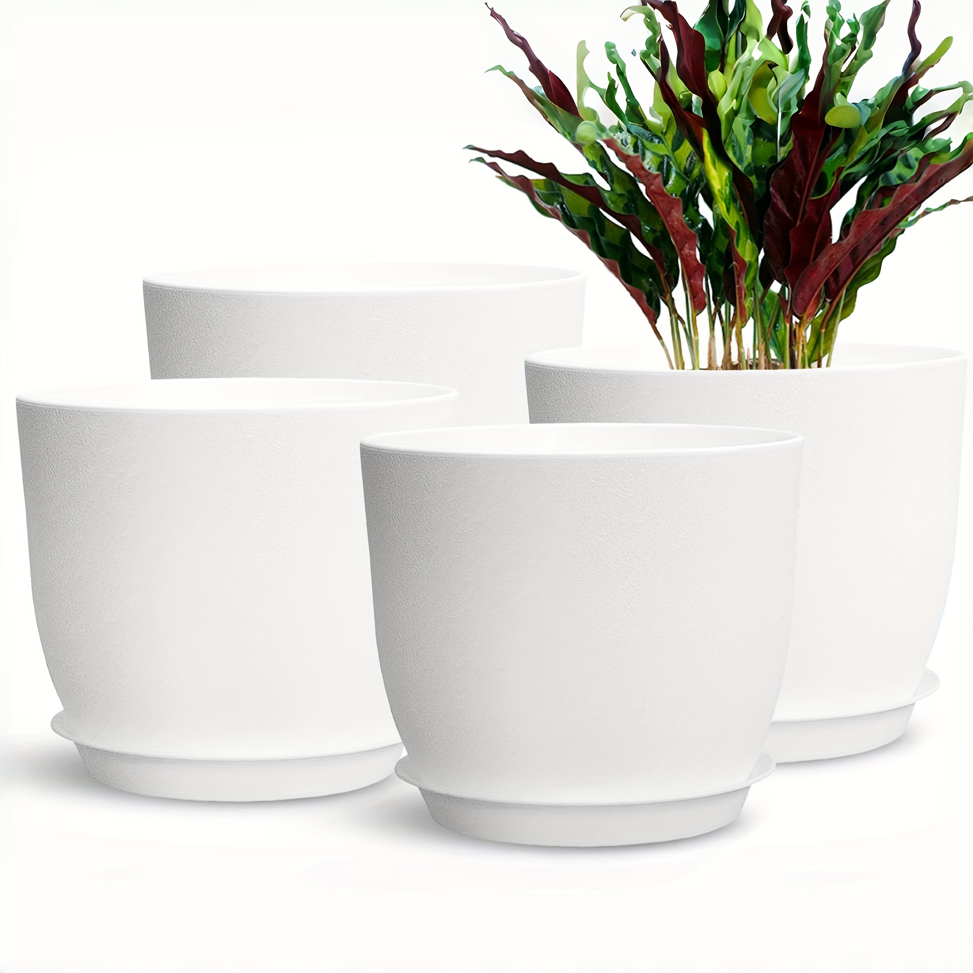 lily-white White LA Hybrid Lilies