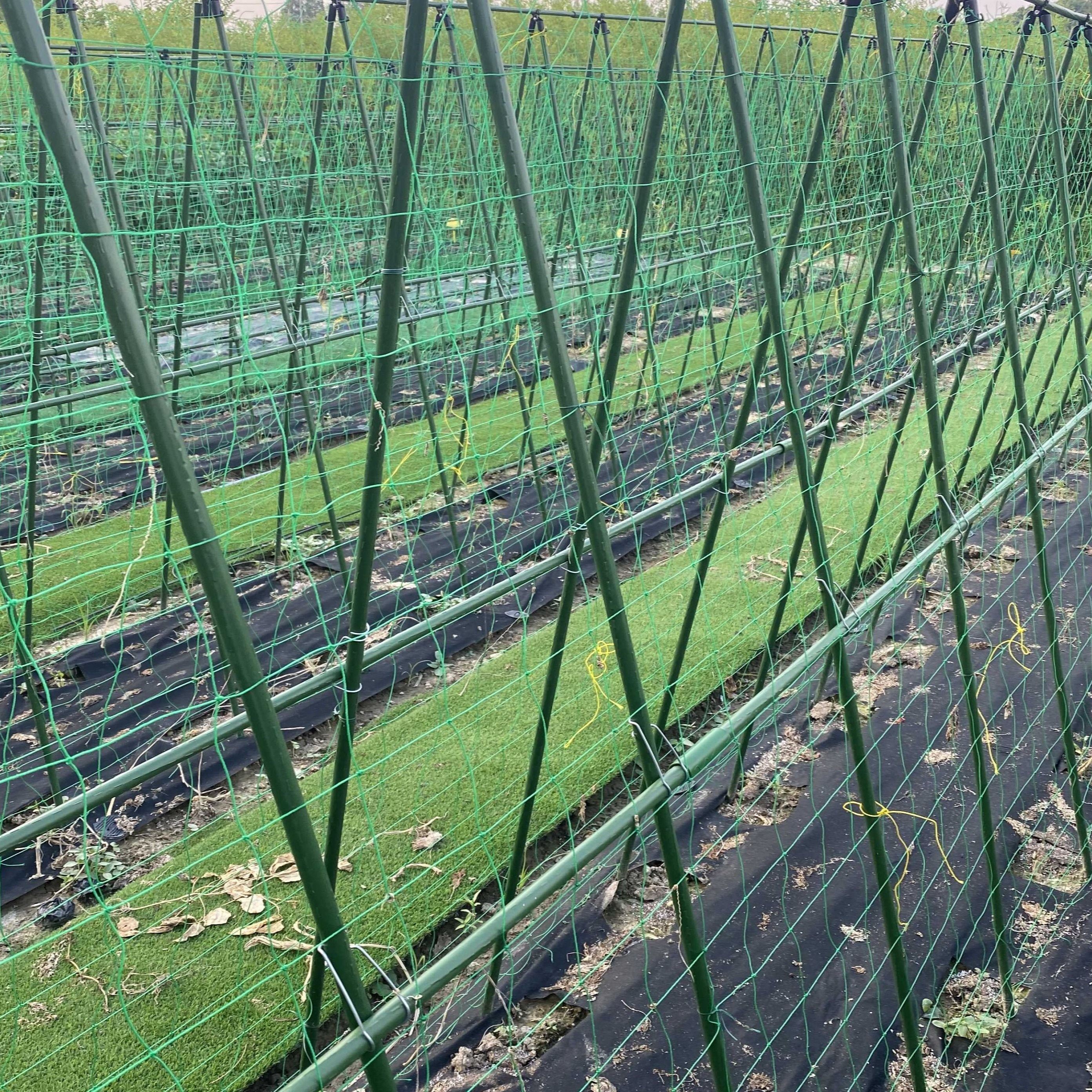 

Heavy-duty Garden Trellis Netting - Ideal For Climbing Vegetables, Clematis, Cucumbers & Tomatoes | Non-waterproof, Strong Support