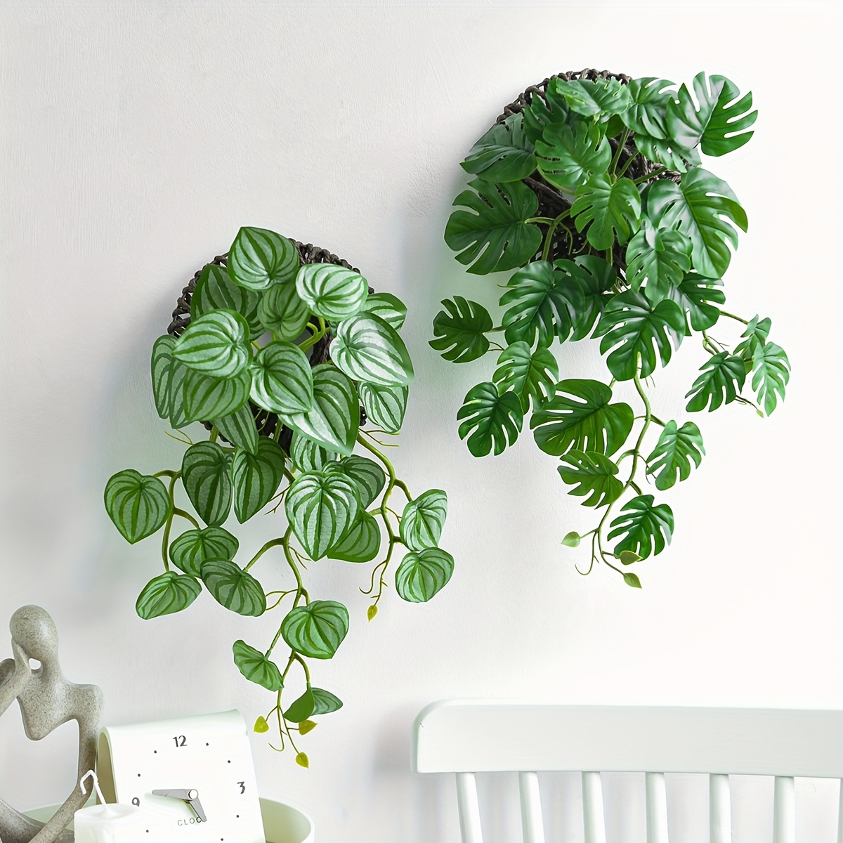 variegated monsteras Monstera deliciosa albo variegated  Ecuagenera USA Corp