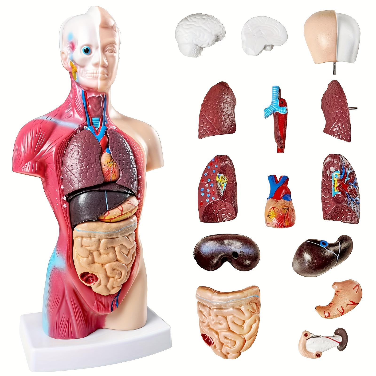 TEMU 2024 Educational Human Anatomy Model - 10.5