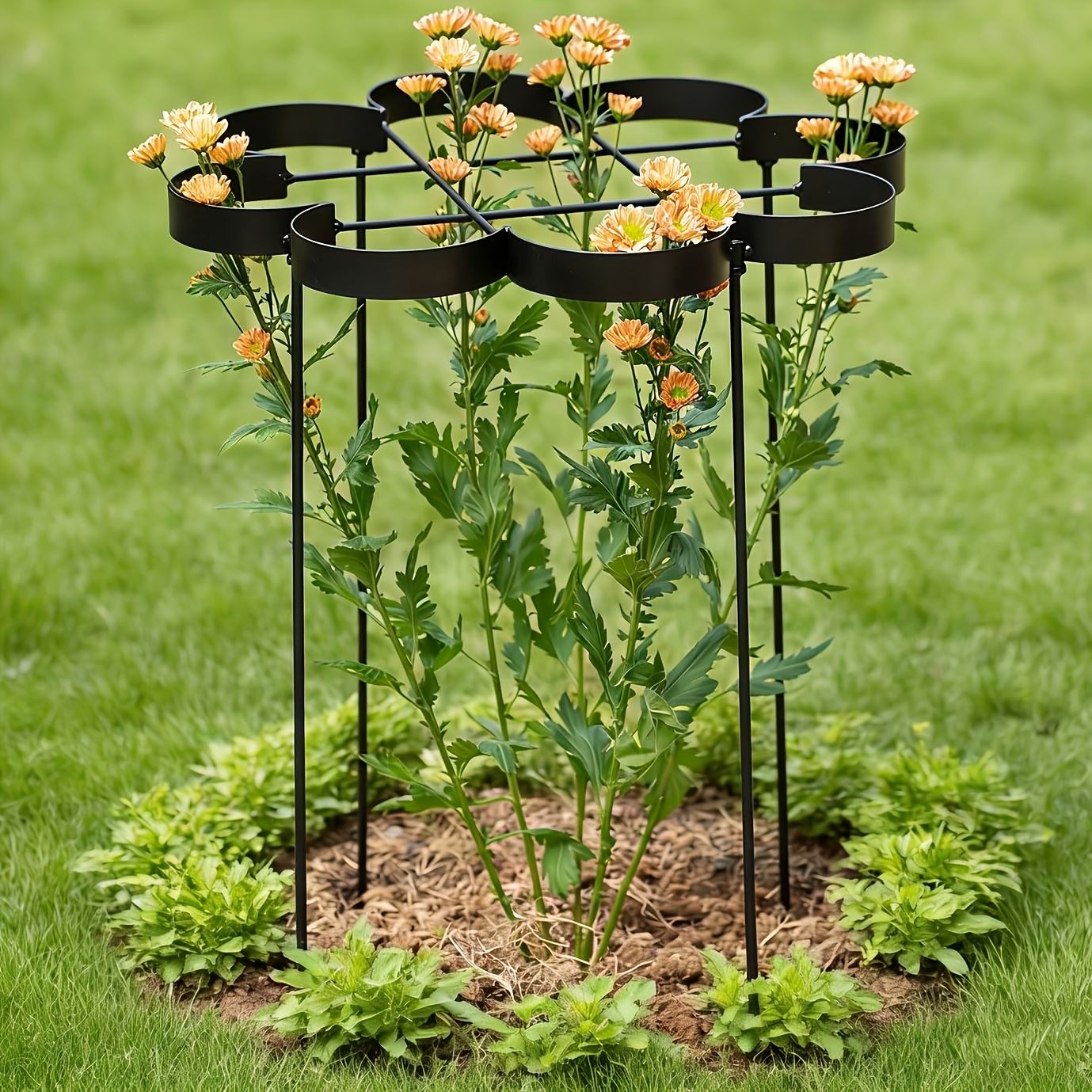 45,72 cm Pfingstrosenstäbe und Stützen - Elegante schwarze, moderne Blumenstützen für Pfingstrosen und Dahlien - Entwickelt für Stabilität und Wachstum