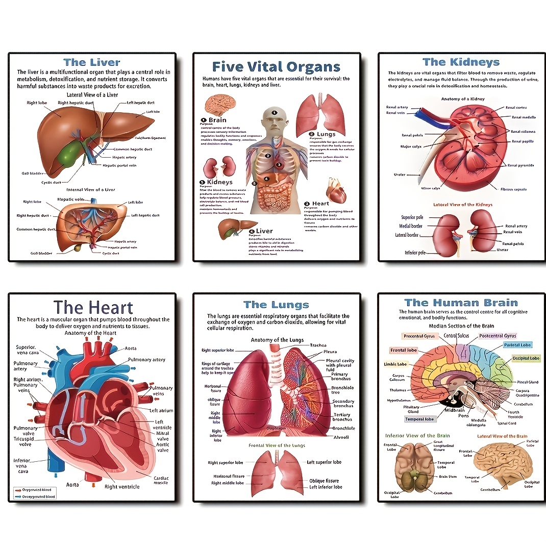 

6pcs Internal Organs Human Posters Human Anatomy Decoration Suitable For Classroom, Laboratory, Hospital, Study And Home Decoration 8x10inch