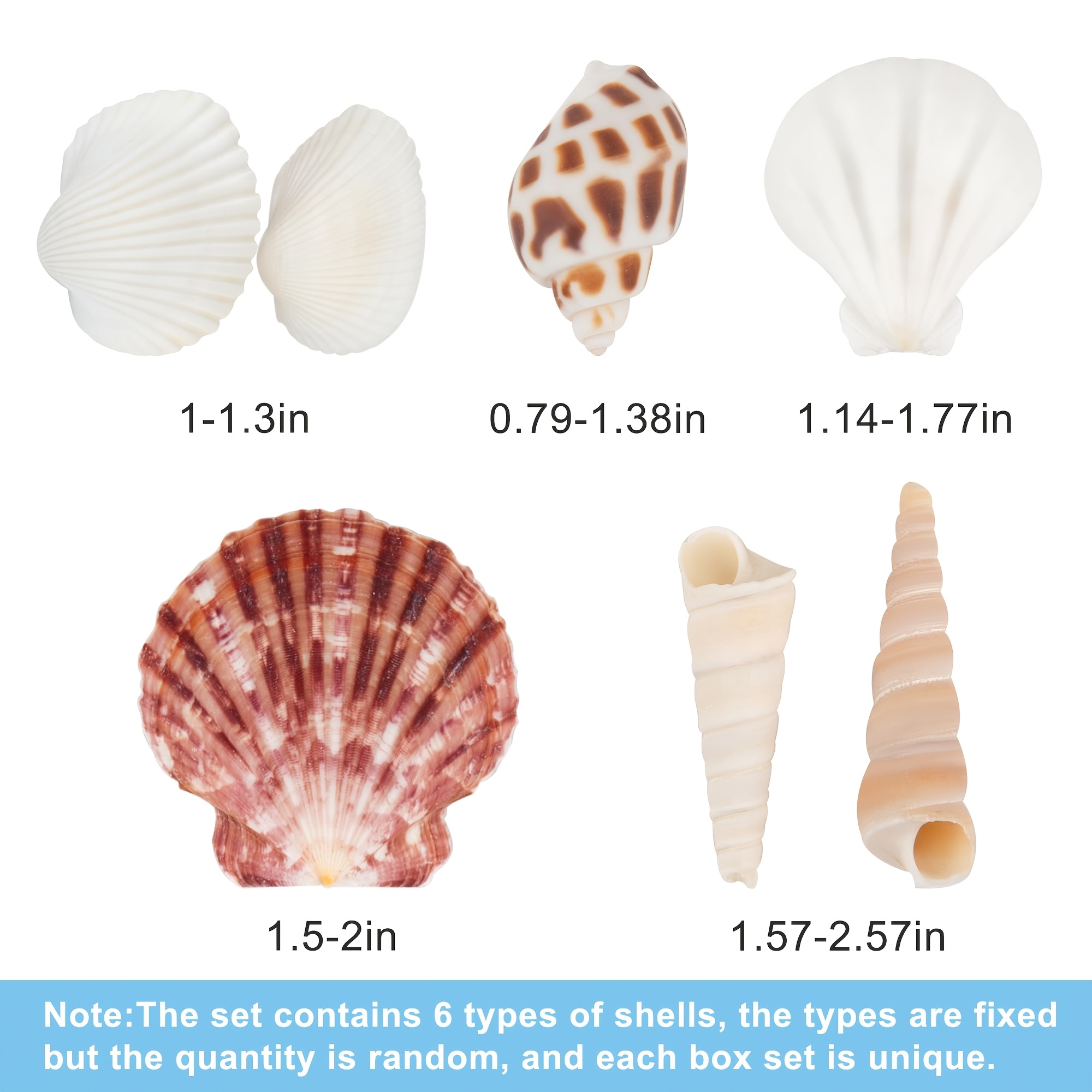 E-shop Eine Sammlung von Muscheln in verschiedenen Größen (von 0,8 Zoll bis 2,5 Zoll), mit Muscheln und Conch Muscheln, für Strand-Deko, Projekte,