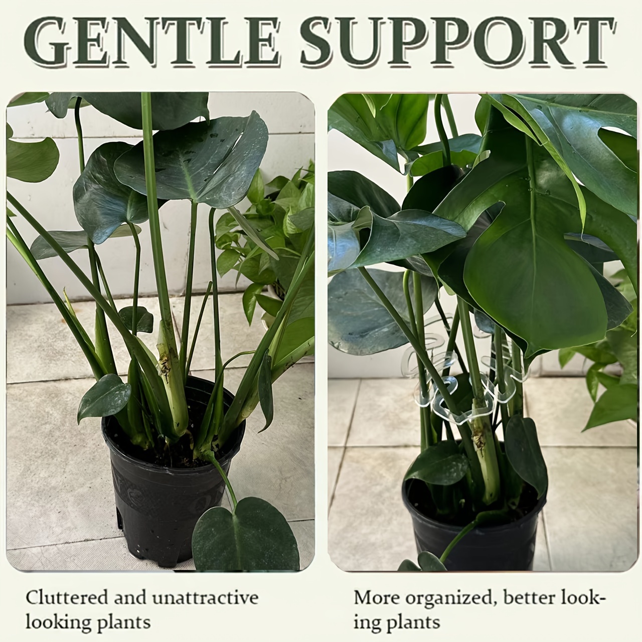 monstera monkey leaf katzen Monstera Monkey Leaf mit Moosstab Ø:27 H:160 cm main image 0