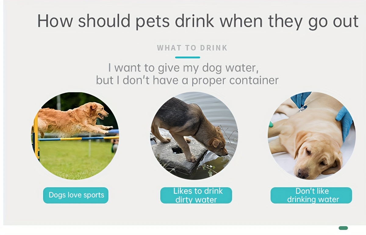 Animal What Does It Mean When An Older Dog Starts Drinking A Lot