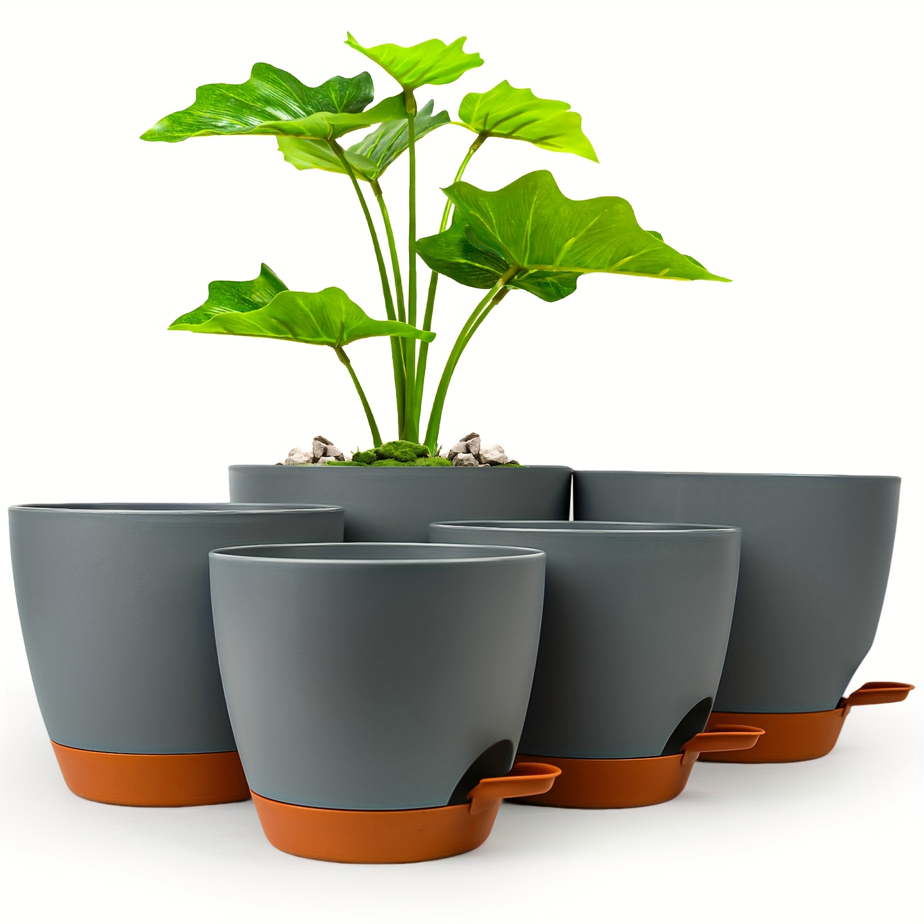 palm plant pot Buy Parlor Palm for Sale | Indoor Houseplant main image 0