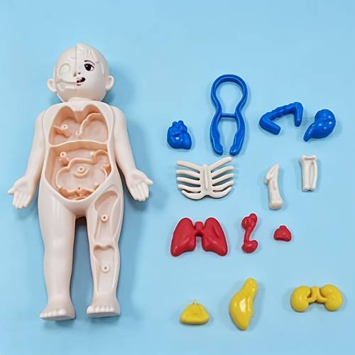 interactive fully anatomy figure model anatomy kit removable organs toy