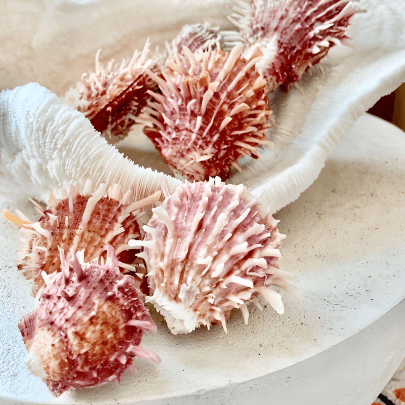 sea shells sold on Temu United States