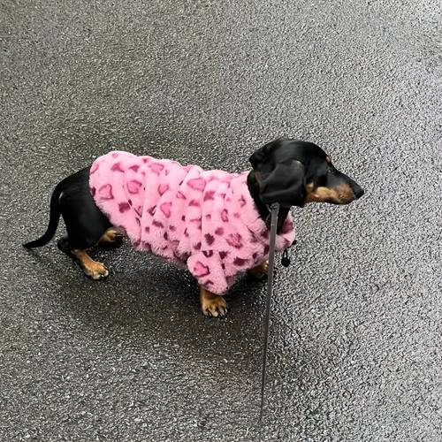 puppy clothes winter fleece two leg outfit dachshund pomeranian terrier small dog warm coat