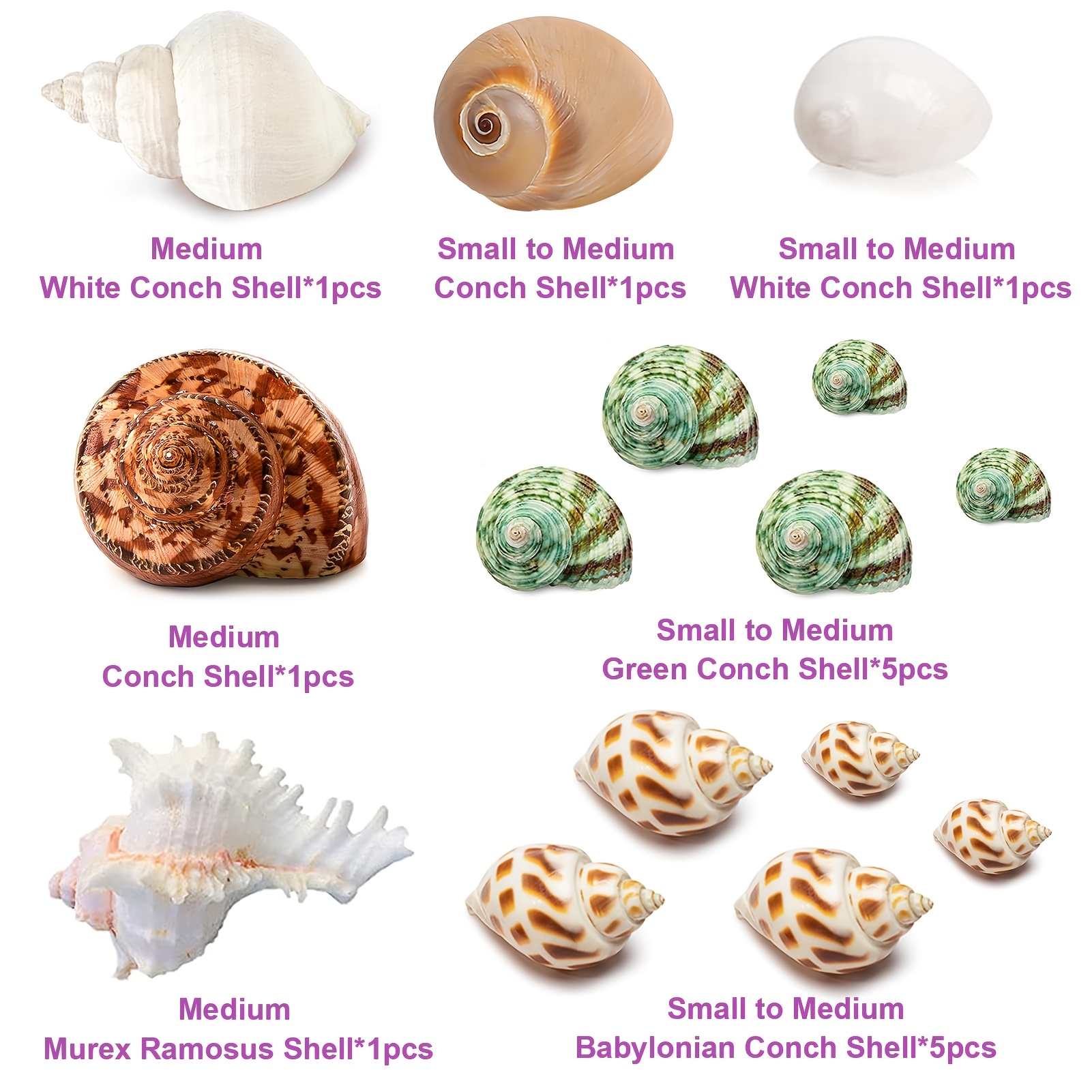 Image of 15pcs Hermit Crab Shells (7 Types) Whelk Shells Suitable For Small To Large Hermit Crabs Hermit Crab Supplies, Suitable For Fish Tank Decoration Landscaping, Handmade Production