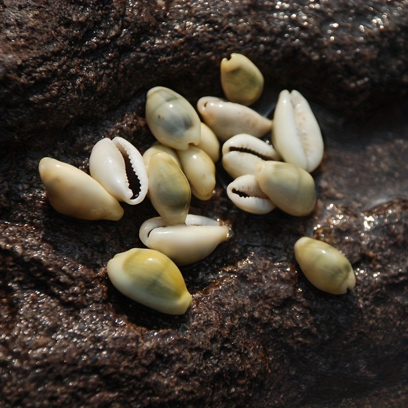 10個の黄色のタカラガイの貝殻 天然貝標本 海洋貝diy家庭用水槽の装飾