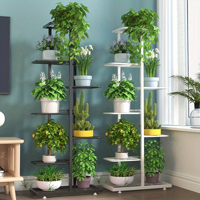 money maker plant Crassula moneymaker  orbeeflowers