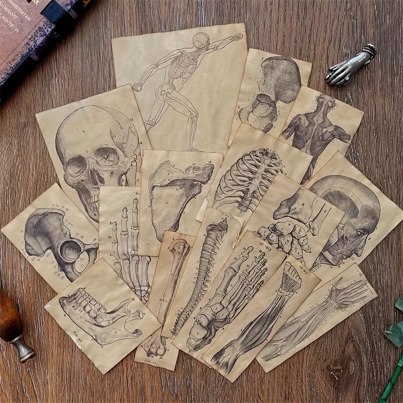 

Vintage Anatomy Sketches Paper Set, 17-pack, Human Skeleton & Musculature, Retro Junk Journal Crafting Collage Supplies, Decorative Paper, Scrapbooking Embellishments, Major Material: Paper