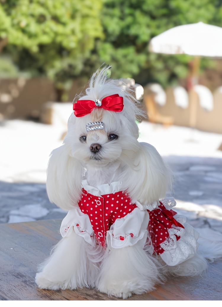 Laxury Dog Dress Blessing Babies【Bliss】 Laxury Dog Dress Blessing Babies【Bliss】 GRWM-top Navratri picks