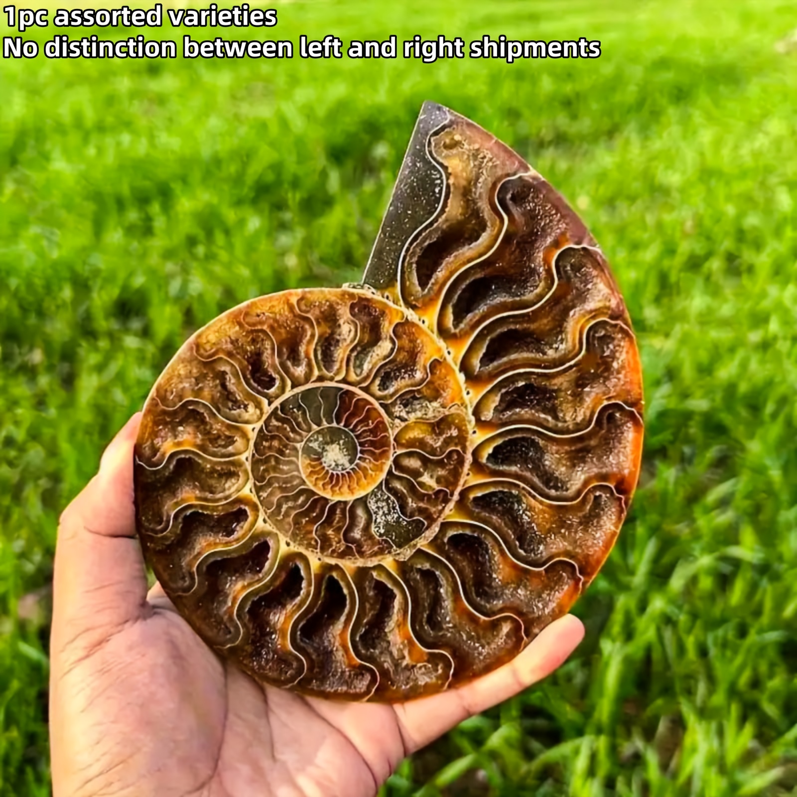 TEMU 1pc High-quality Chrysanthemum Stone , Brown Spiral Texture, Artificial Snail , A Unique Gift For Nature Enthusiasts, Science Teacher Exclusive,