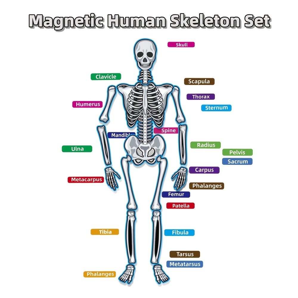 

47pcs Human Skeleton Magnetic Learning Set For Whiteboards - Ideal For Classroom & Education, Accents, Total