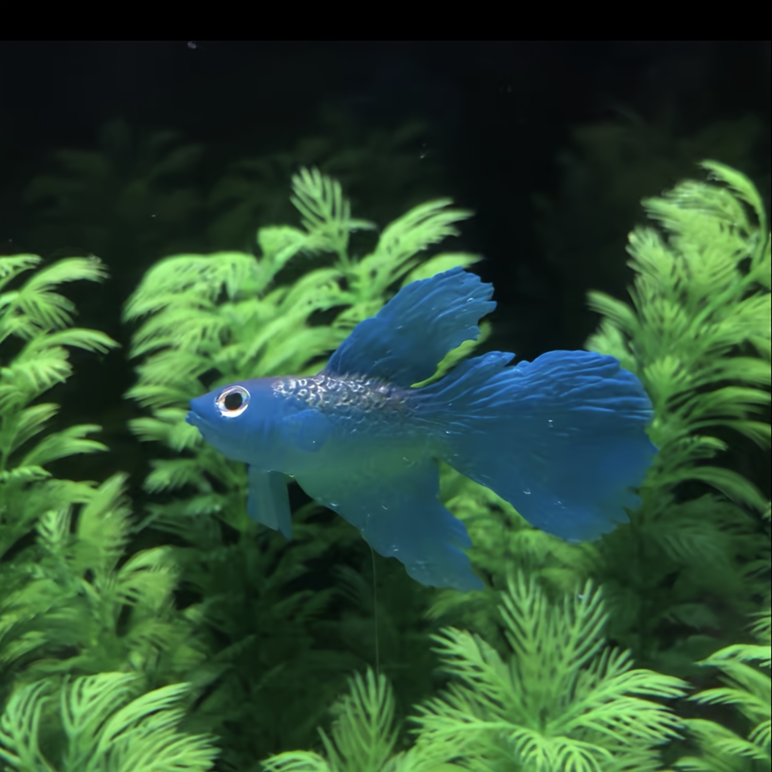 TEMU -the-dark Artificial Goldfish - Decor, Plastic Fish Ornament