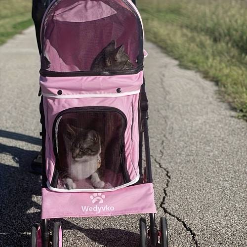 this cat stroller weighs 06kg easy to carry one handed breathable mesh fabric for full ventilation smooth rolling quiet movement indoors outdoors folding for compact storage and portability