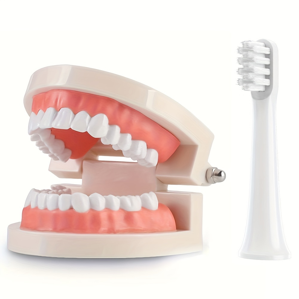 

Professional Dental Teaching Model Kit With Toothbrush - Abs Material, Ideal For Practice & Display