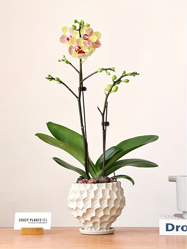 Creative Irregular Ceramic Flower Pot Phalaenopsis Orchid Pot Orchid Pottery Pot Coarse Pottery Clay Pot Set Pot with Tray Gardening Gift Home Decor