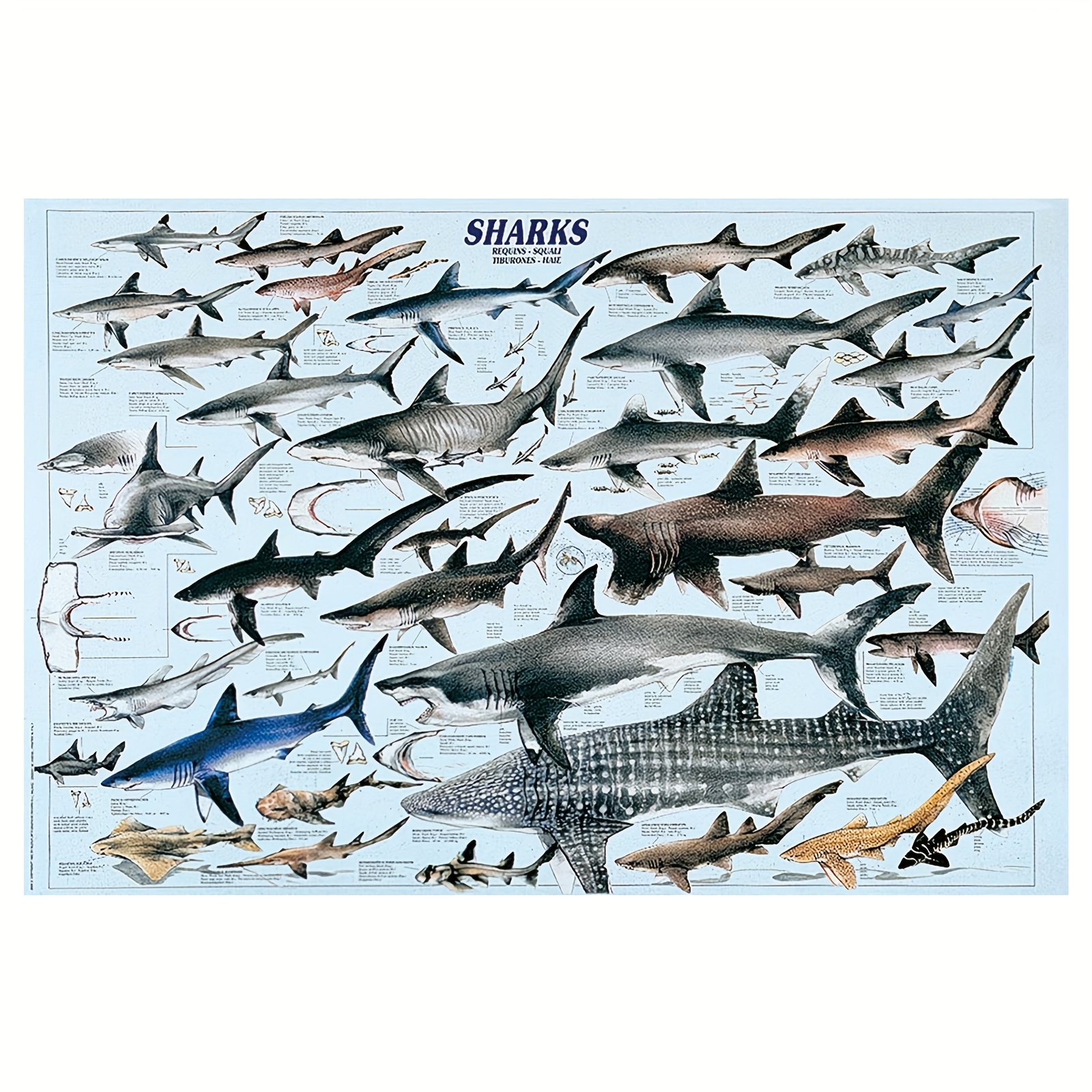 TEMU Affiches et plates 2D, œuvres d' 2D, art cadre : Affiche sur toile plate 2D de 12X18 pouces sur les de requins - Présentant des illustrations