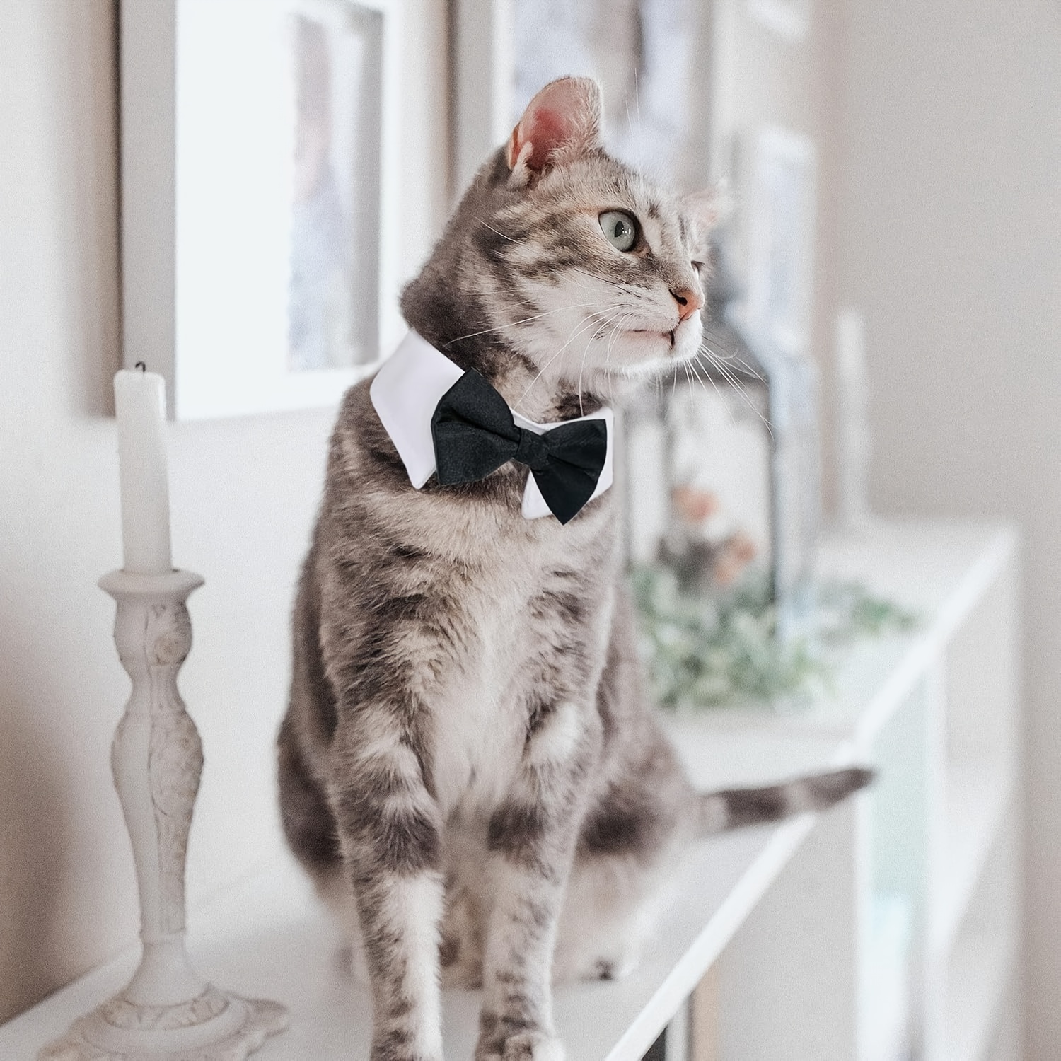     formal necktie bow tie black and white collar for   pet additions for wedding holiday and party gift Product details 4