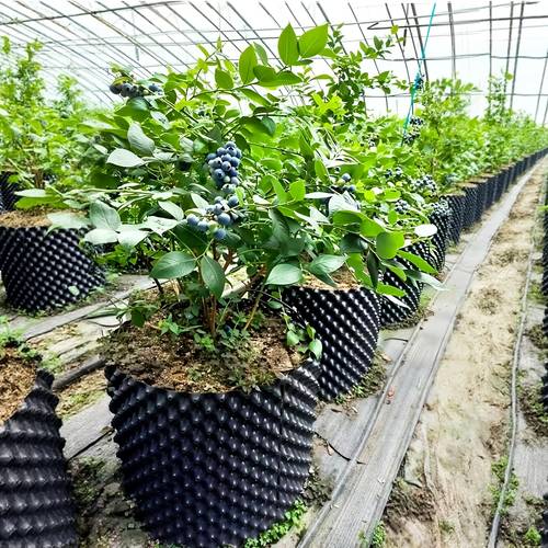 10 pack heavy duty pots 2gallon large garden containers with root control system 8x8inch black plastic flower pots suitable for fruits vegetables herbs88