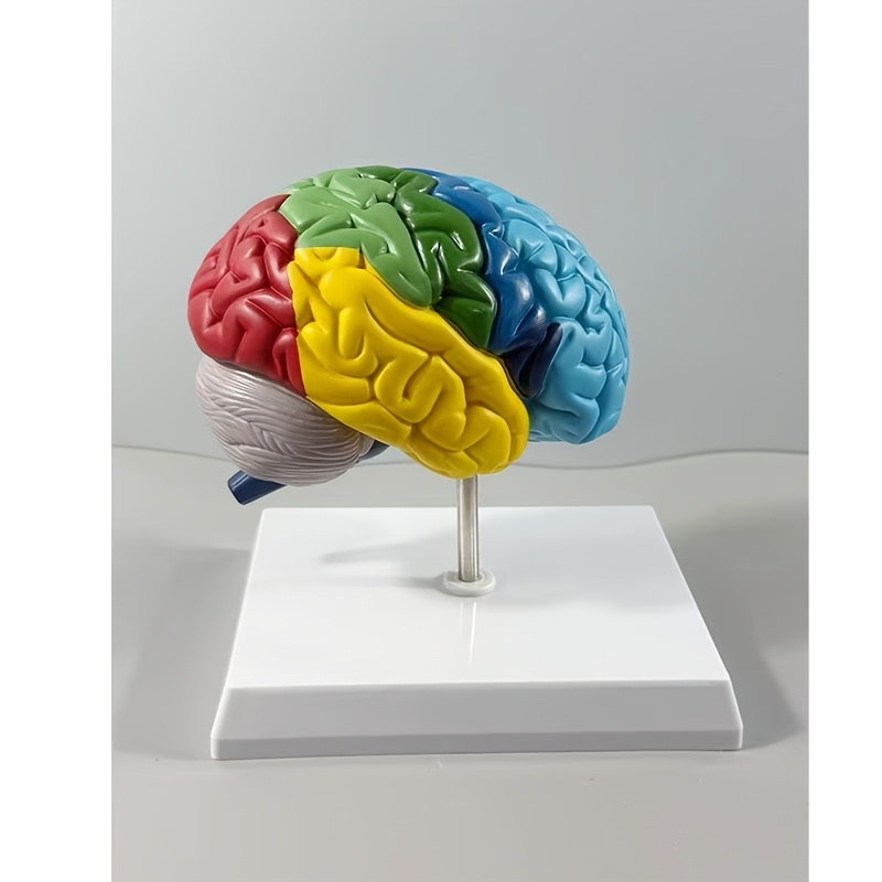 brain model sold on Temu New Zealand