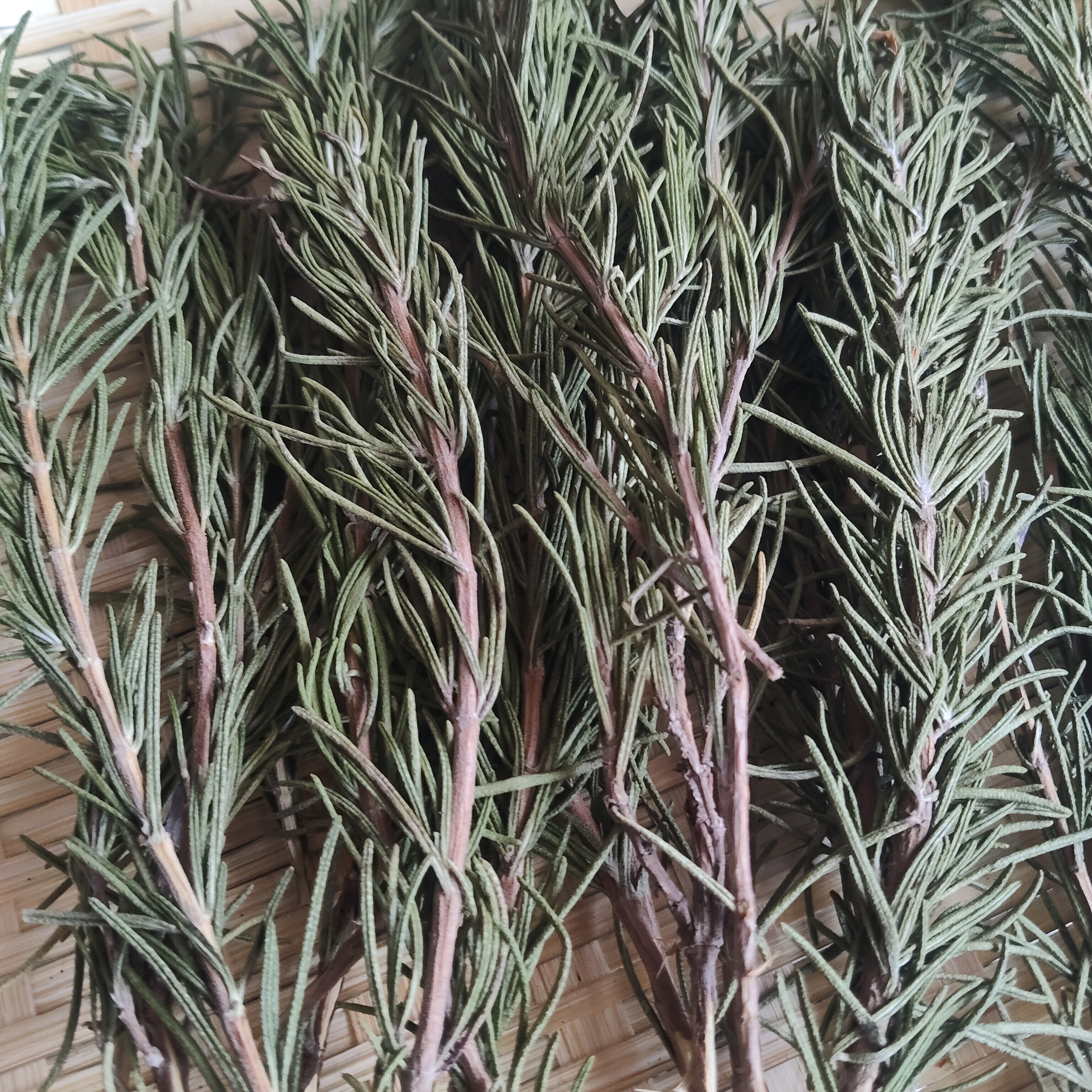 A Pack of Natural Color Rosemary, Dried Flowers, Pressed Flowers, Preserved Flowers, Real Flowers and Plants Can Be Used as Specimens, Bookmarks, DIY Handcrafted Scented Candles, Cocktails, Decorations, Home, Wedding, Party, Festival Gifts, Birthday