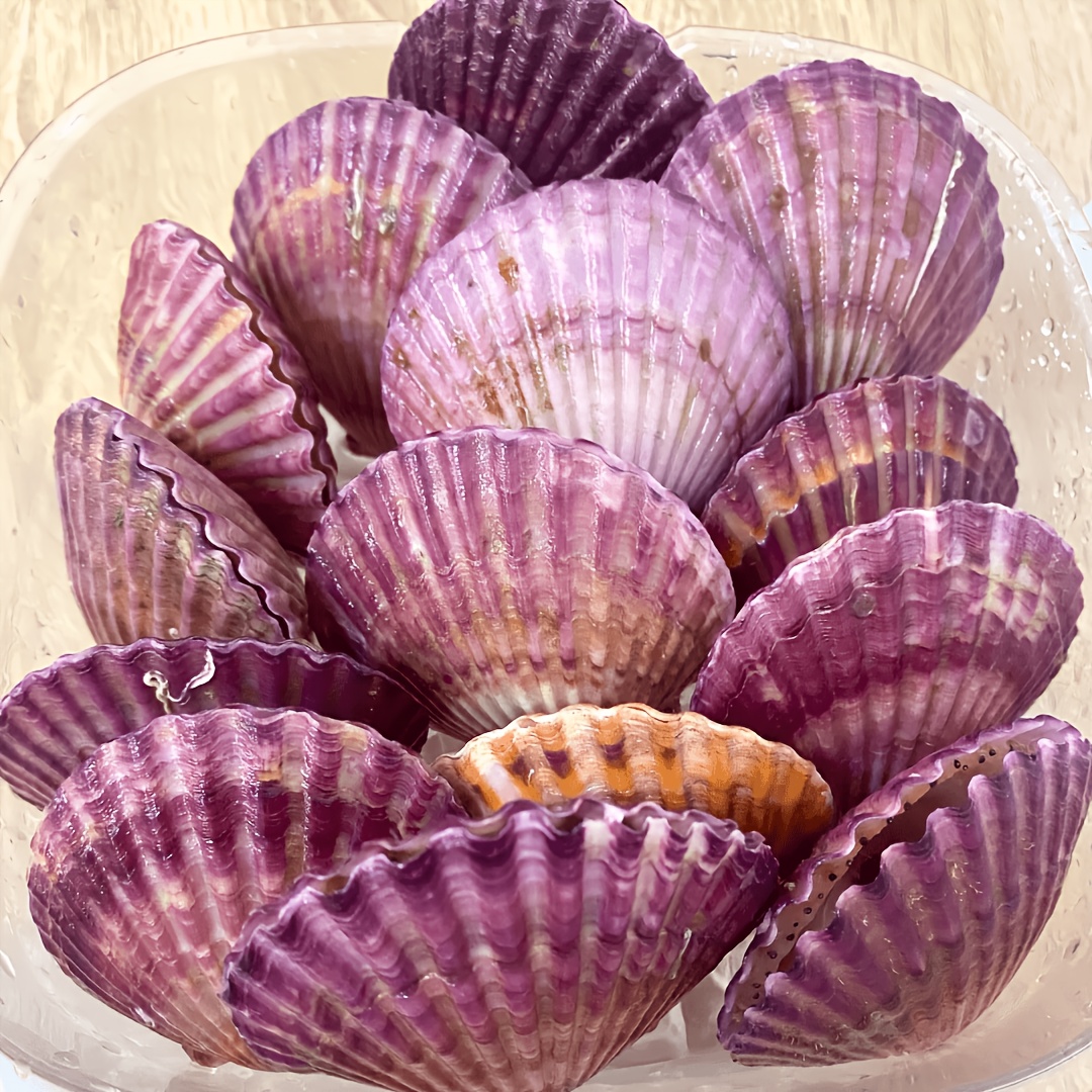 sea shells sold on Temu United States