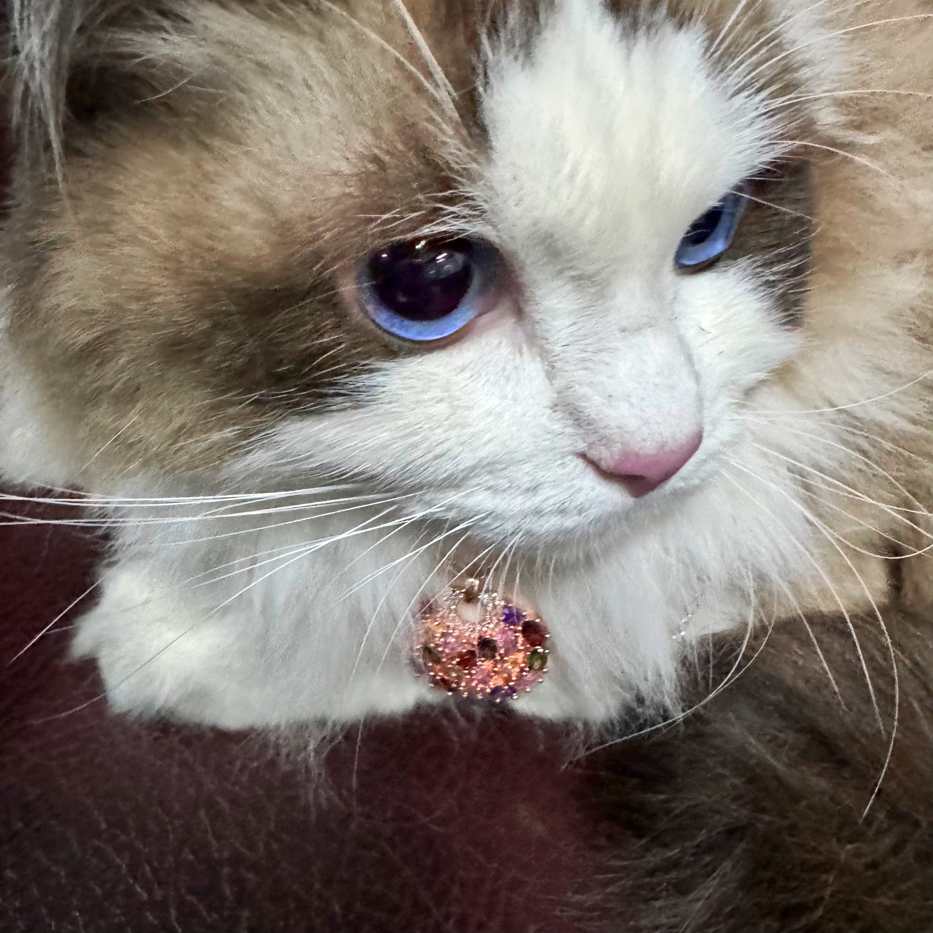 vibrant-chic-crystal-cat-collar-necklace-fashionable-pet-jewelry