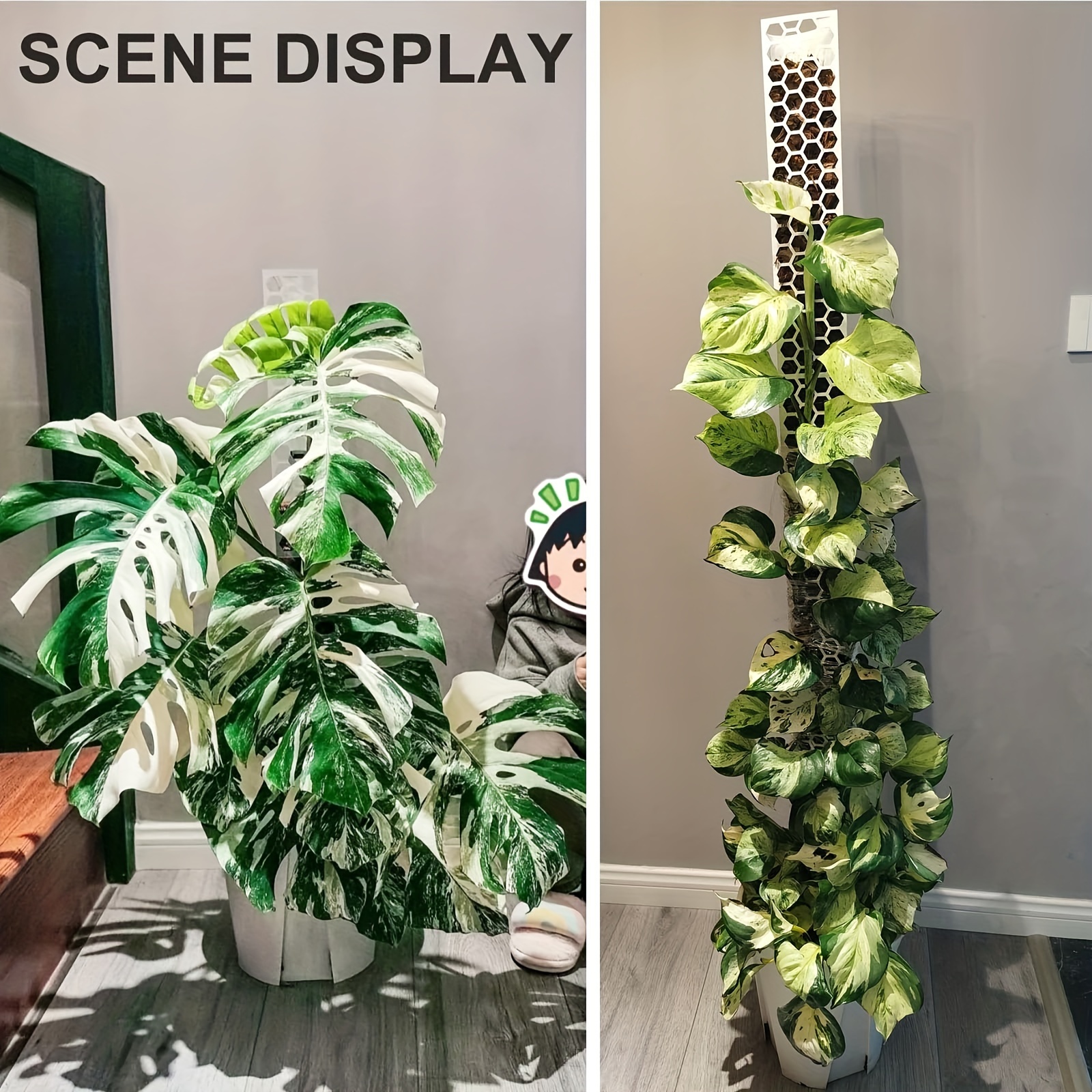 monstera albo full moon Monstera Deliciosa Halfmoon Variegated Fenestrated – Okanoka