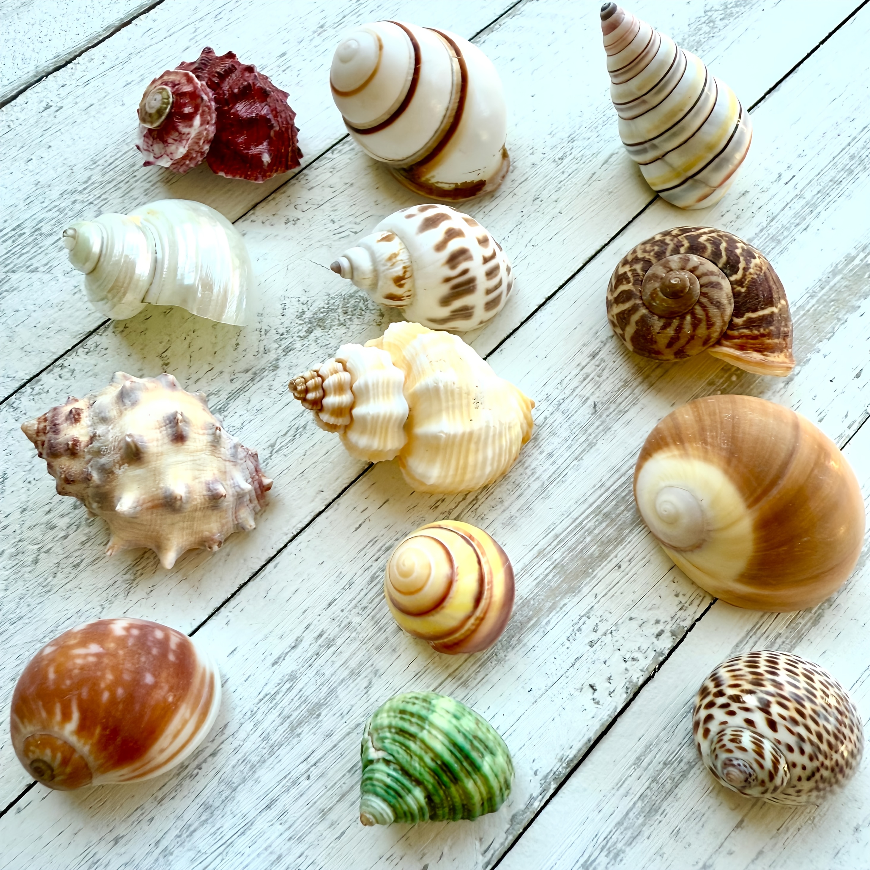 E-shop Set mit 13 Einsiedlerkrebs-Schalen: Diese Meerschalen sind für Bastelarbeiten und Deko, ideal zur Verbesserung von Aquarien und für Projekte