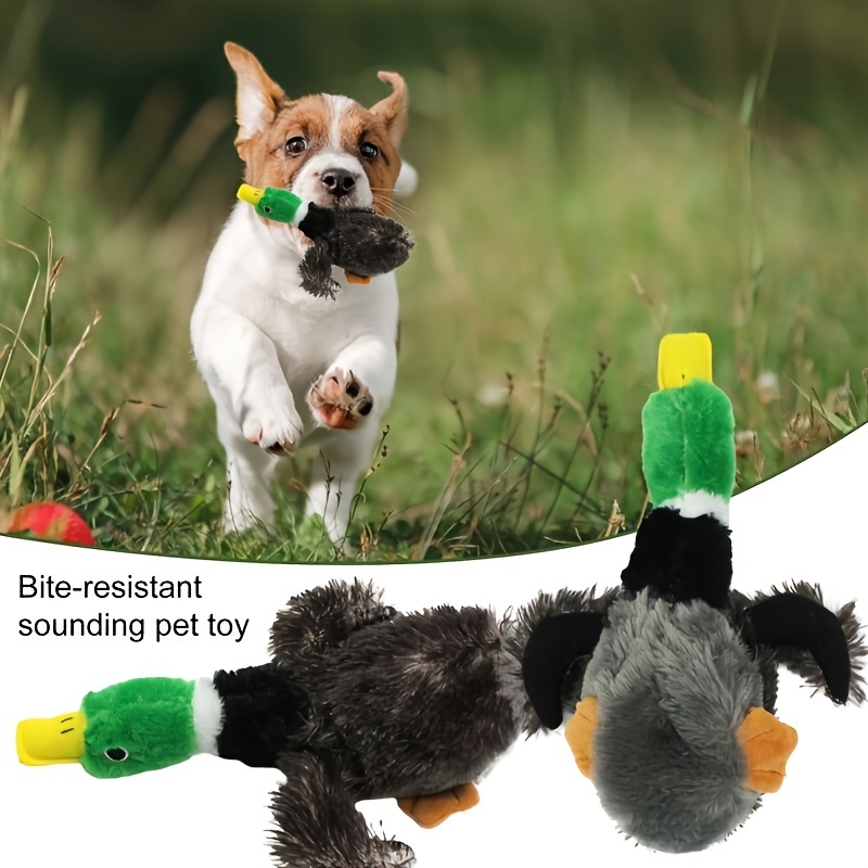 Duck dog hotsell training supplies